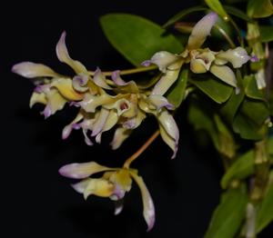 Dendrobium tortile