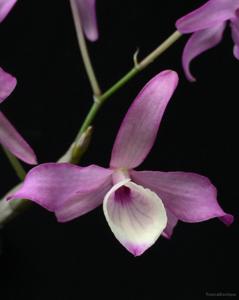 Dendrobium tortile