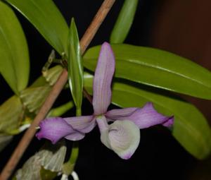 Dendrobium tortile