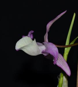 Dendrobium tortile