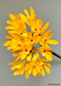 Dendrobium trichostomum