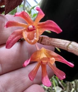 Dendrobium trichostomum