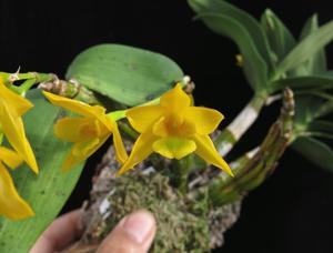 Dendrobium trigonopus