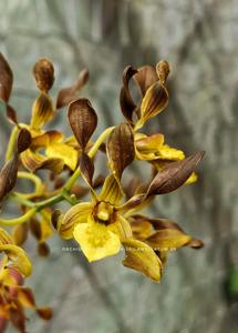 Dendrobium trilamellatum