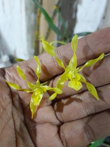 Dendrobium trilamellatum