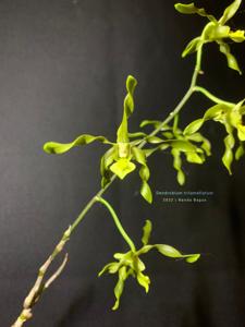 Dendrobium trilamellatum