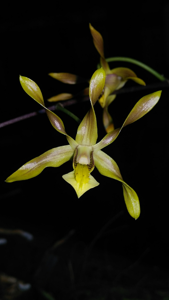 Dendrobium trilamellatum