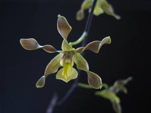 Dendrobium trilamellatum