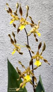 Dendrobium trilamellatum