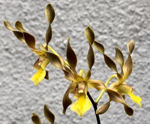 Dendrobium trilamellatum