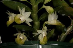 Dendrobium trinervium