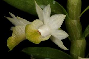 Dendrobium trinervium