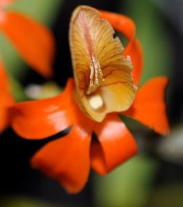 Dendrobium unicum