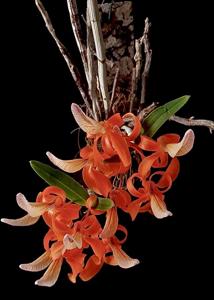 Dendrobium unicum