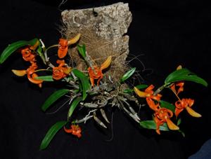 Dendrobium unicum