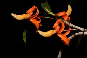 Dendrobium unicum