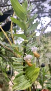 Dendrobium ellipsophyllum