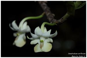 Dendrobium uniflorum