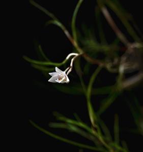 Dendrobium ventricosum