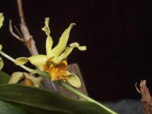 Dendrobium venustum