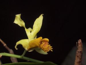 Dendrobium venustum