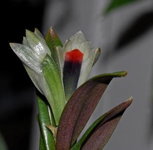 Dendrobium vexillarius var. retroflexum