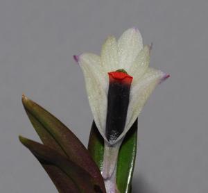 Dendrobium vexillarius var. retroflexum