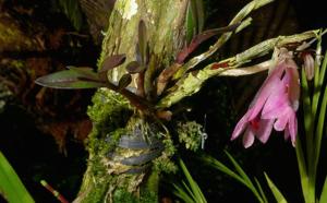 Dendrobium vexillarius var. uncinatum