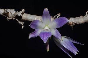 Dendrobium victoriae-reginae