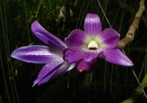 Dendrobium victoriae-reginae