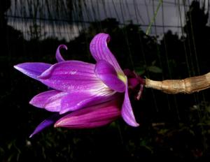 Dendrobium victoriae-reginae