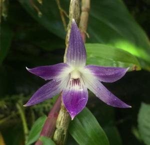 Dendrobium victoriae-reginae