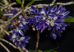 Dendrobium victoriae-reginae