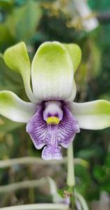 Dendrobium violaceoflavens