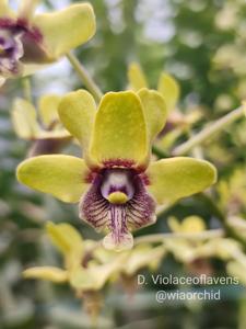 Dendrobium violaceoflavens