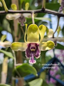 Dendrobium violaceoflavens