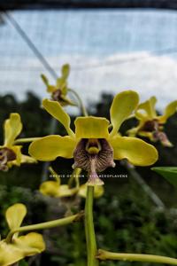 Dendrobium violaceoflavens