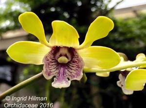 Dendrobium violaceoflavens