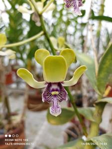 Dendrobium violaceoflavens