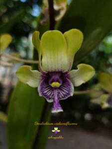 Dendrobium violaceoflavens