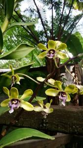 Dendrobium violaceoflavens