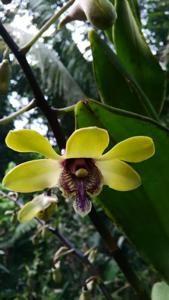 Dendrobium violaceoflavens