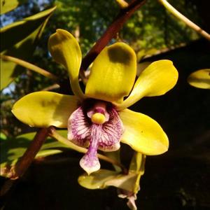 Dendrobium violaceoflavens