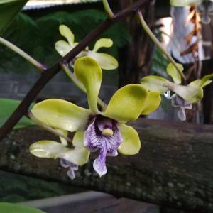 Dendrobium violaceoflavens