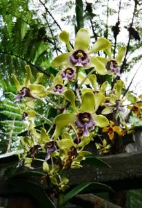 Dendrobium violaceoflavens