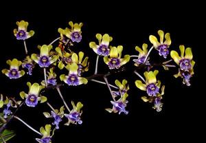 Dendrobium violaceoflavens