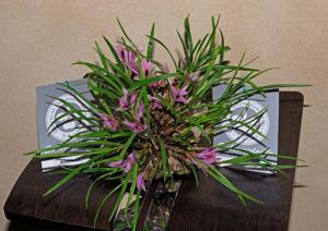 Dendrobium violaceum