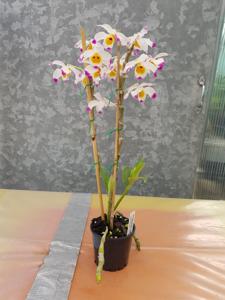 Dendrobium wardianum