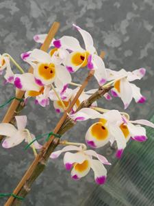 Dendrobium wardianum