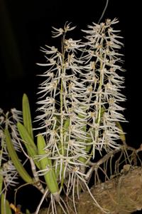 Dendrobium wassellii